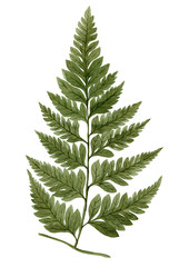 Green watercolor fern leaf isolated on white background. Real watercolor. Botanical illustration. © Helga