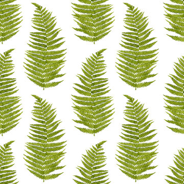 Green watercolor fern leaves seamless pattern isolated on white background. Real watercolor. Botanical illustration.