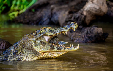 Cayman holds his head above the water and eats fish. Close-up. Brazil. Pantanal National Park. South America.