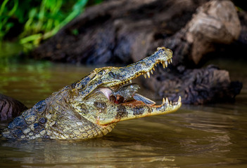 Cayman holds his head above the water and eats fish. Close-up. Brazil. Pantanal National Park. South America.