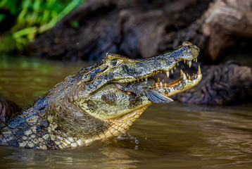 Cayman holds his head above the water and eats fish. Close-up. Brazil. Pantanal National Park. South America.