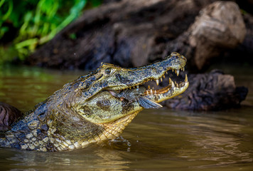 Cayman holds his head above the water and eats fish. Close-up. Brazil. Pantanal National Park. South America.