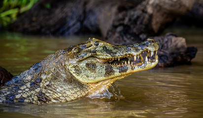 Cayman holds his head above the water and eats fish. Close-up. Brazil. Pantanal National Park. South America.