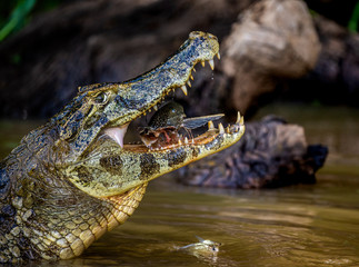Cayman holds his head above the water and eats fish. Close-up. Brazil. Pantanal National Park. South America.