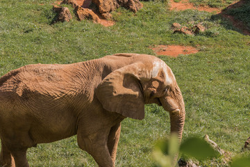 an african elephant enjoying in a green meadow