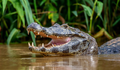 Cayman holds his head above the water and opened his mouth. Close-up. Brazil. Pantanal National...