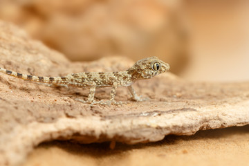 Close-up of a young gecko (Tenuidactylus caspius)  hunts in the desert.