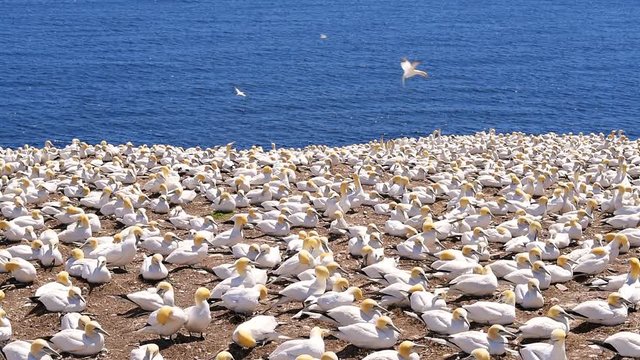 Overlook view of white Gannet bird colony nesting on cliff loop cinemagraph on Bonaventure Island in Perce, Quebec, Canada by Gaspesie, Gaspe region with many birds