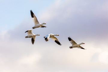 Snow geese gathering in Quebec Canada preparing for the migration south.