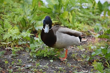  Male mallard duck (Anas Platyrhynchos) in the park. The mallard is a dabbling duck of the family...