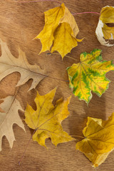 Autumn background with yellow leaves. The bright rays of the sun.