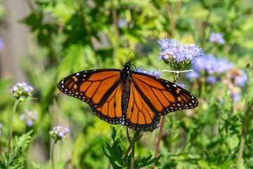 Monarch in October