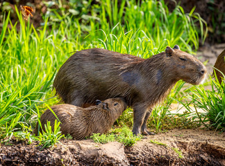 Capybara Mom and baby near a river. Brazil. Pantanal National Park. South America.