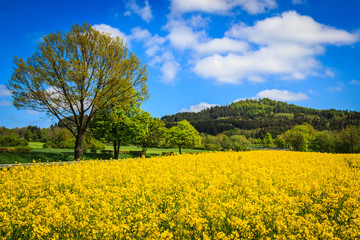 Landschaft mit Rapsfeld