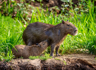 Capybara Mom and baby near a river. Brazil. Pantanal National Park. South America.