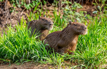 Two capybaras in the grass by the river. Close-up. Brazil. Pantanal National Park. South America.