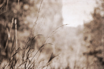 Artwork in retro style, nature background, autumn field/ monochrome