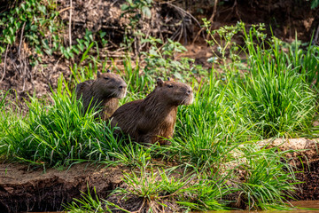 Two capybaras in the grass by the river. Close-up. Brazil. Pantanal National Park. South America.
