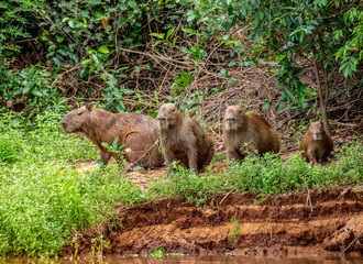 Capybara family in the grass by the river. Brazil. Pantanal National Park. South America.