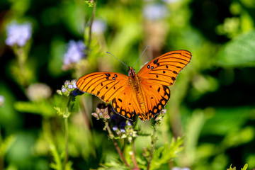 Gulf fritillary in October