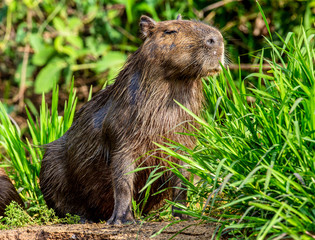 Portrait of a capybara. Close-up. Brazil. Pantanal National Park. South America.