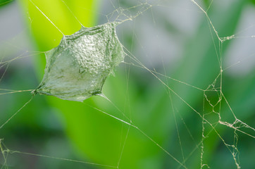Green Spider Web With Capsule