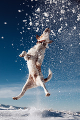 Jumping fox terrier enjoying snow.
