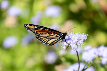 Monarch in October