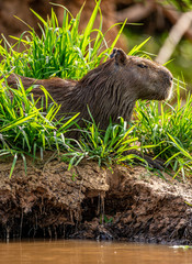 Capybara near the river in the grass. Brazil. Pantanal National Park. South America