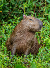 Naklejka na ściany i meble Portrait of a capybara. Close-up. Brazil. Pantanal National Park. South America.