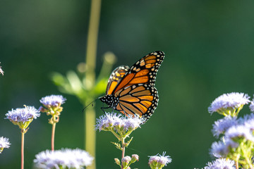 Monarch in October