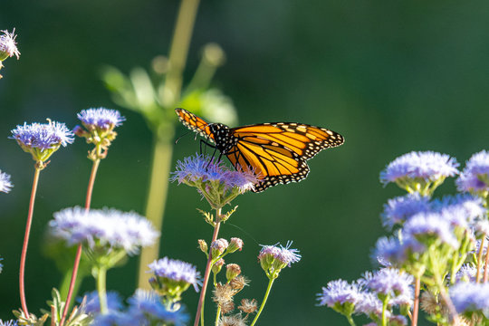 Monarch on Greg's Mist 