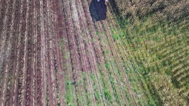 Aerial shot of a corn being harvested into a tractor. AERIAL FLYOVER