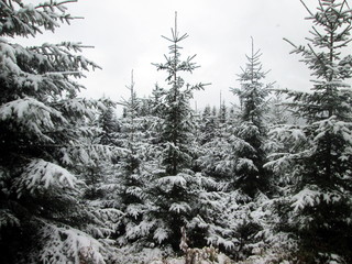 Young spruce forest in winter