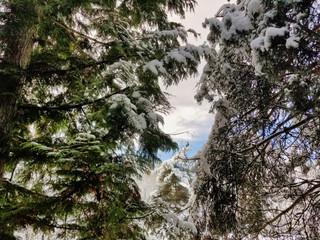 Evergreen trees in the mountains covered in thick mounds of fresh, white snow in winter