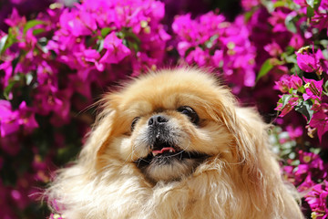 Little cute dogs of the genus Pekingese