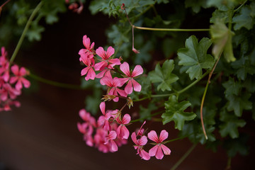 A lot of small pink flowers close-up against a background of green grass in Prague, Czech Republic.
