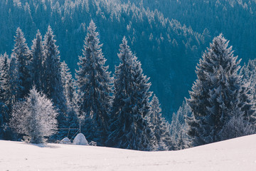 Scenic winter landscape with snowy fir trees. Winter postcard.