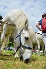 Joli cheval blanc avant son baptême