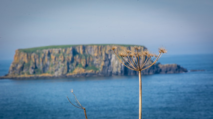 Fototapeta premium Sheep Island - Northern Ireland