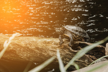 one slider turtle basking on a log under the sun, floating in the water, looking directly at the audience.