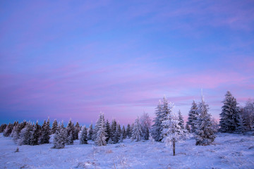 Scenic winter landscape with snowy fir trees. Winter postcard.