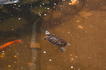 one slider turtle basking on a log under the sun, floating in the water, looking directly at the...