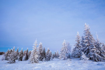 Scenic winter landscape with snowy fir trees. Winter postcard.