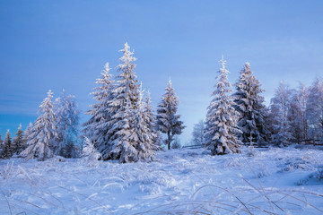 Scenic winter landscape with snowy fir trees. Winter postcard.