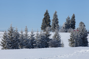 Scenic winter landscape with snowy fir trees. Winter postcard.