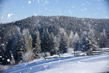 Scenic winter landscape with snowy fir trees. Winter postcard.