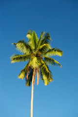 Portrait of a single fresh green palm tree against bright tropical blue sky
