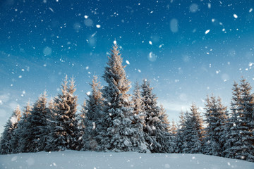 Fototapeta premium Scenic winter landscape with snowy fir trees. Winter postcard.