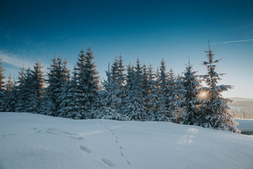 Fototapeta premium Scenic winter landscape with snowy fir trees. Winter postcard.